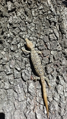 Gerrhonotus infernalis