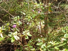 Melastomeae