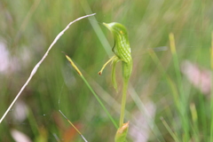 Pterostylis plumosa