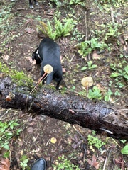 Heimiomyces fulvipes