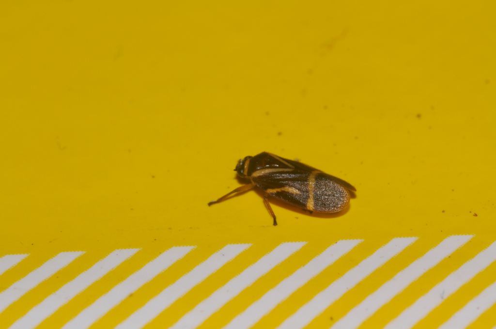 Maxantonia lineola