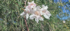 Chilopsis linearis arcuata