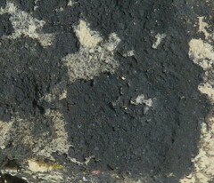 Lichinaceae