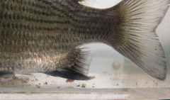 Acanthopagrus pacificus