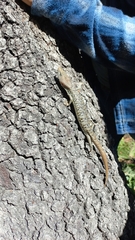 Gerrhonotus infernalis