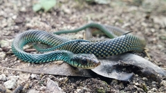 Drymobius margaritiferus