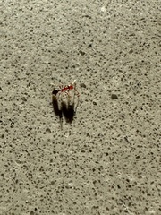 Solenopsis xyloni