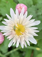 Chrysanthemum morifolium