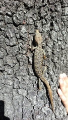 Gerrhonotus infernalis