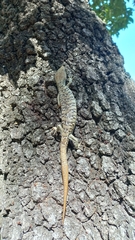 Gerrhonotus infernalis