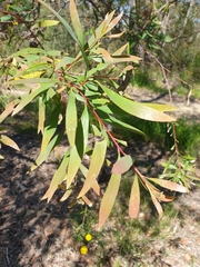 Hakea salicifolia