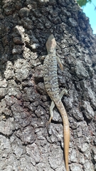 Gerrhonotus infernalis