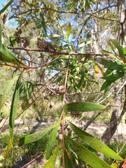 Hakea salicifolia