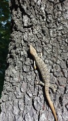 Gerrhonotus infernalis