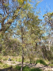 Hakea salicifolia