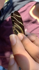 Heliconius charithonia vazquezae