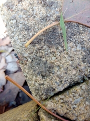 Camponotus suffusus bendigensis