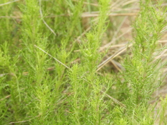 Baccharis ulicina