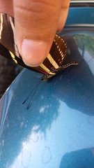 Heliconius charithonia vazquezae