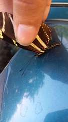 Heliconius charithonia vazquezae