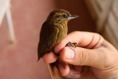 Glyphorynchus spirurus