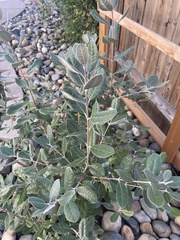 Feijoa