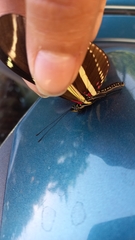 Heliconius charithonia vazquezae