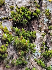 Nyholmiella obtusifolia