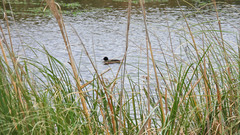 Heteronetta atricapilla