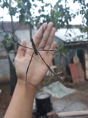 Nephila pilipes