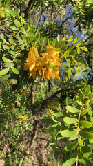 Sophora chrysophylla