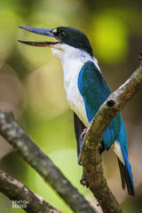 Todiramphus sordidus