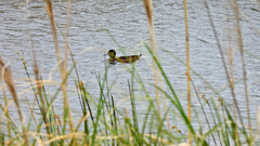 Heteronetta atricapilla