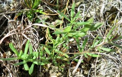 Lechea tenuifolia