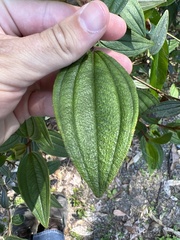 Melastoma malabathricum