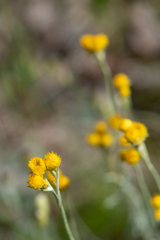 Chrysocephalum apiculatum