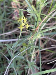 Pimelea curviflora