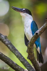 Todiramphus sordidus