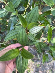 Melastoma malabathricum