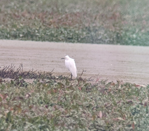 Snowy Egret photographed in Oregon
