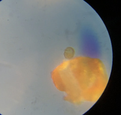 Colepidae