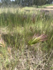 Bromus madritensis