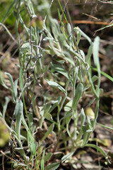 Chrysocephalum apiculatum