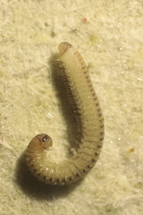 Blaniulus guttulatus