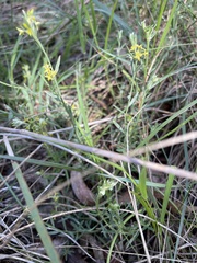 Pimelea curviflora