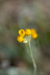 Chrysocephalum apiculatum