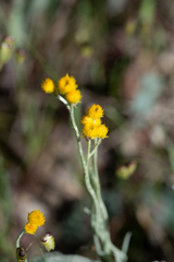 Chrysocephalum apiculatum