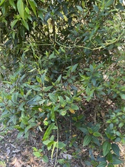 Melastoma malabathricum