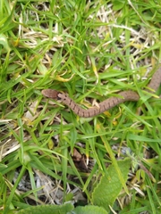 Storeria storerioides