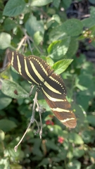 Heliconius charithonia vazquezae
